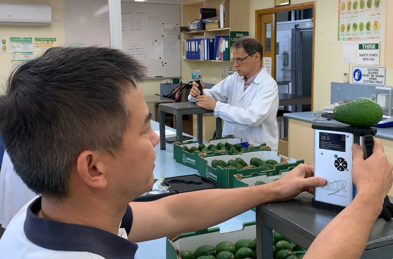 Avocados being assessed