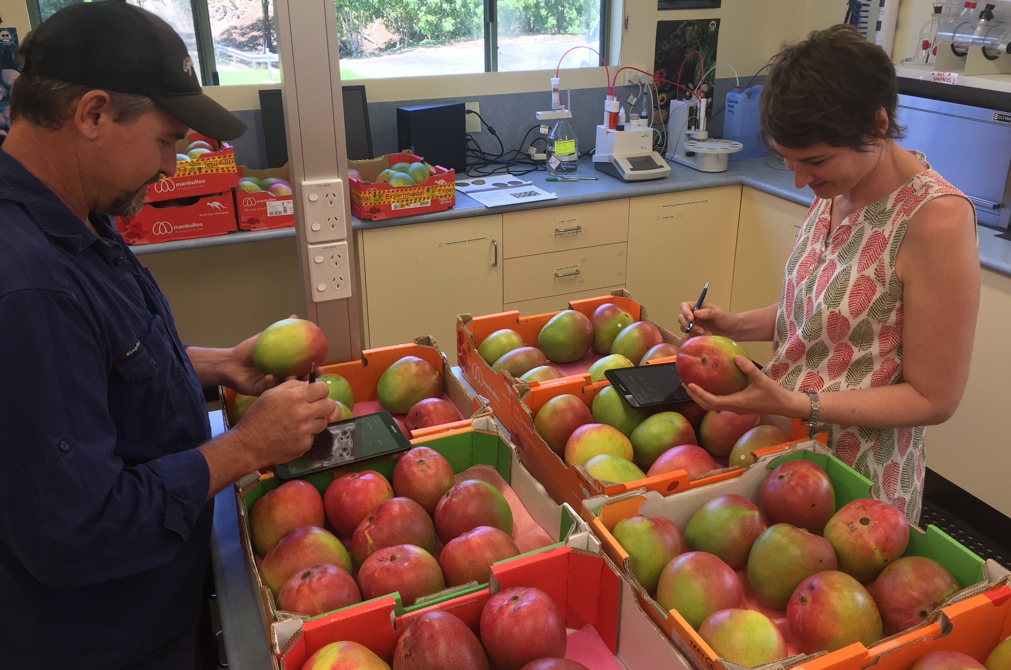 Mangoes being assessed