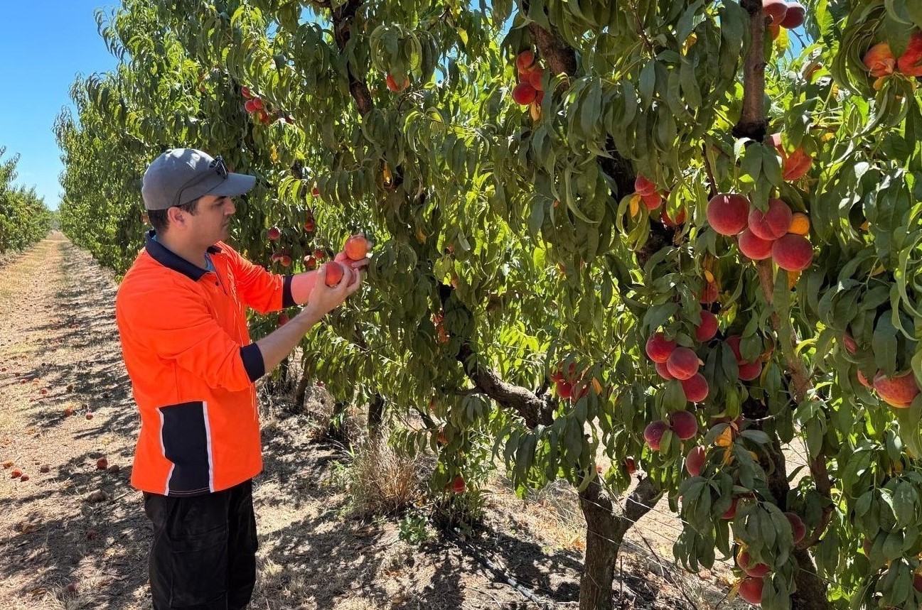 Stone fruit being assessed